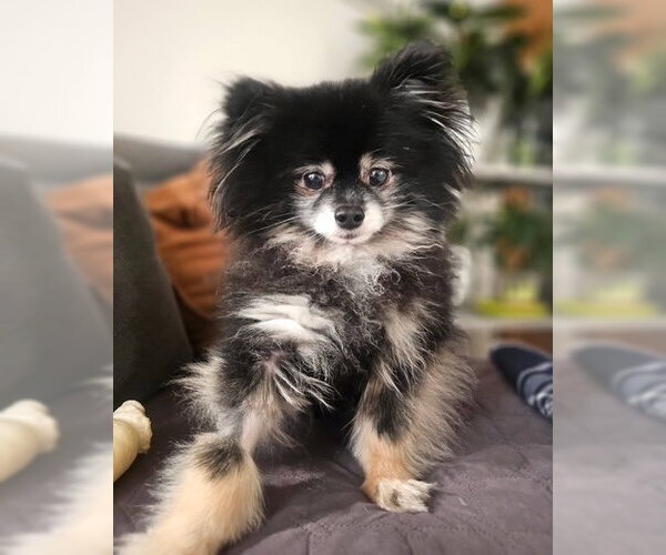 Medium Photo #1 Pomeranian Puppy For Sale in Bellevue, WA, USA