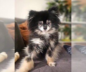 Pomeranian Dogs for adoption in Bellevue, WA, USA