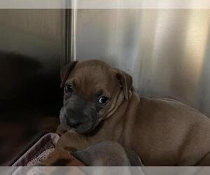 Mutt Dogs for adoption in Pasadena, CA, USA