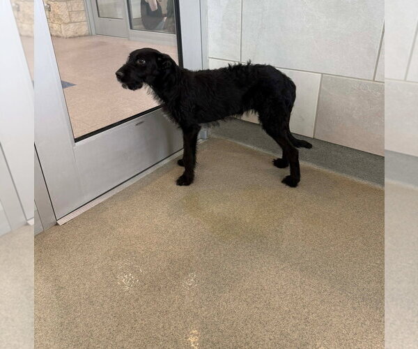 Medium Photo #3 Mutt Puppy For Sale in Grafton, WI, USA