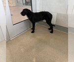 Small #2 Mutt