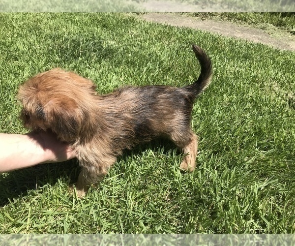 Medium Photo #9 Yorkshire Terrier Puppy For Sale in MOUNT CARMEL, PA, USA