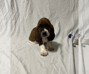 Basset Hound Puppy for Sale in COLUMBUS, Georgia USA