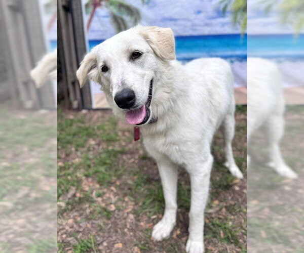 Medium Photo #5 Great Pyrenees Puppy For Sale in Spring, TX, USA