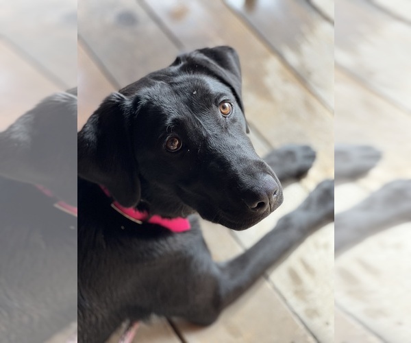 Medium Photo #24 Labrador Retriever Puppy For Sale in REDDING, CA, USA