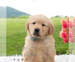Small #6 Golden Retriever