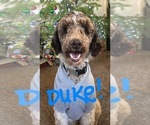 Small Photo #1 Aussiedoodle Puppy For Sale in SAGLE, ID, USA