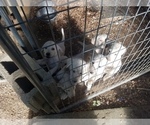 Small Photo #2 Labrador Retriever Puppy For Sale in WARSAW, OH, USA
