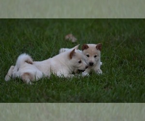 Shiba Inu Puppy for sale in WARNER ROBINS, GA, USA
