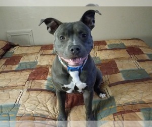Mother of the American Pit Bull Terrier puppies born on 07/29/2025