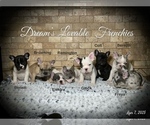 Image preview for Ad Listing. Nickname: Litter of 8