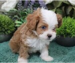 Small #1 Cavapoo (Miniature)