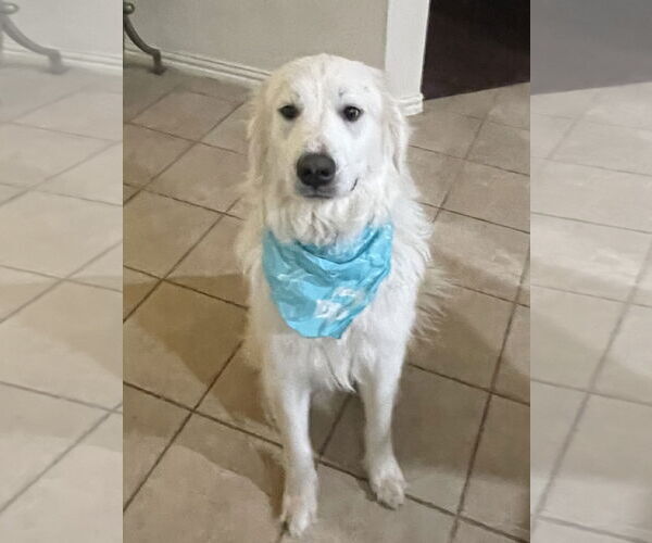 Medium Photo #3 Great Pyrenees Puppy For Sale in Dallas, TX, USA