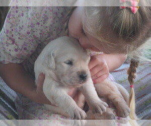 English Cream Golden Retriever Puppy for sale in COLUMBIANA, OH, USA