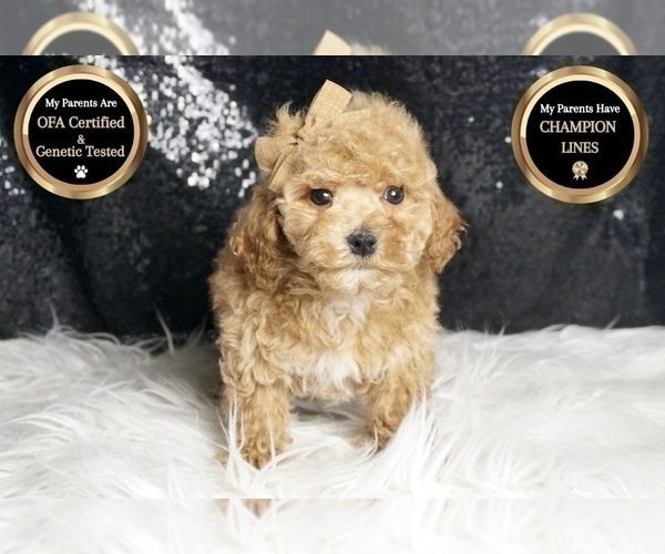 Medium Photo #9 Maltipoo Puppy For Sale in WARSAW, IN, USA