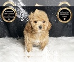 Small Photo #9 Maltipoo Puppy For Sale in WARSAW, IN, USA