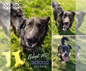 Border Collie-Unknown Mix Dogs for adoption in HESPERIA, CA, USA