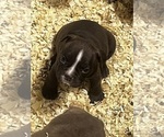 Puppy Puppy 5 American Bully