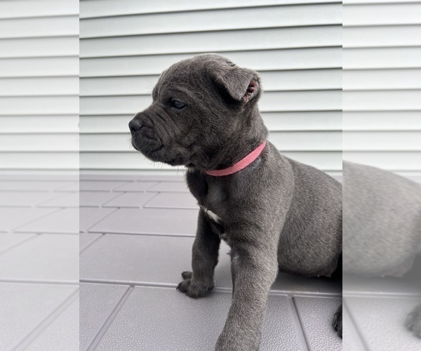 Medium Photo #6 Cane Corso Puppy For Sale in JOLIET, IL, USA