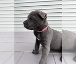 Small #5 Cane Corso