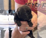 Small Photo #63 Cane Corso Puppy For Sale in REEVESVILLE, SC, USA