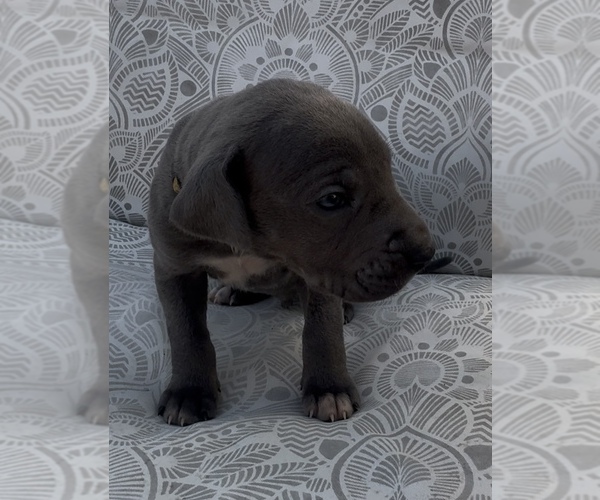 Medium Photo #1 Great Dane Puppy For Sale in MARSHVILLE, NC, USA