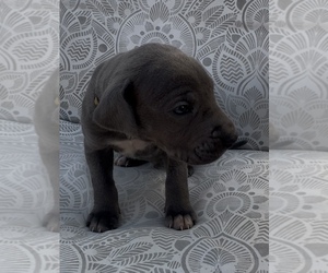 Great Dane Puppy for sale in MARSHVILLE, NC, USA