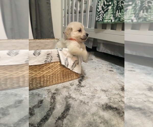 Medium Photo #2 Golden Retriever Puppy For Sale in MAGNOLIA, TX, USA