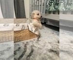 Small Photo #2 Golden Retriever Puppy For Sale in MAGNOLIA, TX, USA