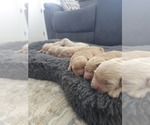 Small #8 Golden Retriever