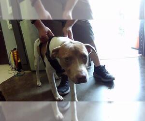 American Pit Bull Terrier-Unknown Mix Dogs for adoption in Tulsa, OK, USA