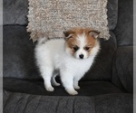 Small #2 Pomeranian