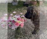 Small #2 Mastiff-Pyrenean Mastiff Mix
