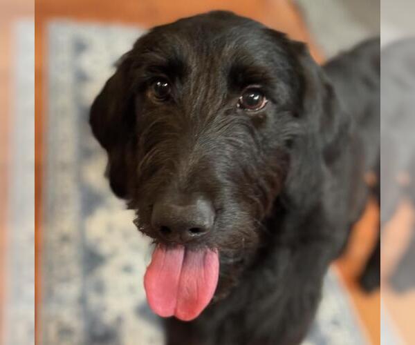 Medium Photo #1 Miniature Labradoodle Puppy For Sale in San Diego, CA, USA