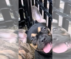 French Bulldog Puppy for sale in RADCLIFF, KY, USA