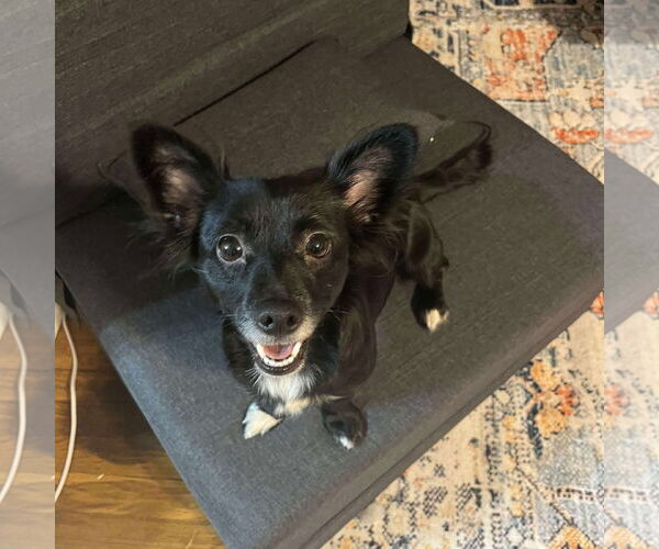 Medium Photo #1 Chihuahua-Unknown Mix Puppy For Sale in Grafton, WI, USA