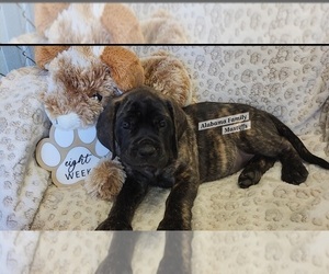 Mastiff Puppy for sale in NEWTON, AL, USA