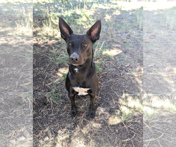 Medium Photo #1 Mutt Puppy For Sale in Tabernash, CO, USA