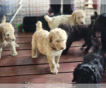 Small #1 Poodle (Standard)
