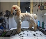 Small Photo #5 Poodle (Standard) Puppy For Sale in SAND SPRINGS, OK, USA