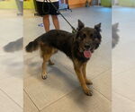 Small German Shepherd Dog