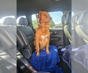 Father of the Golden Retriever puppies born on 10/25/2025