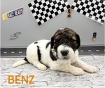 Small Photo #3 Saint Berdoodle-Sheepadoodle Mix Puppy For Sale in MILLVILLE, MN, USA