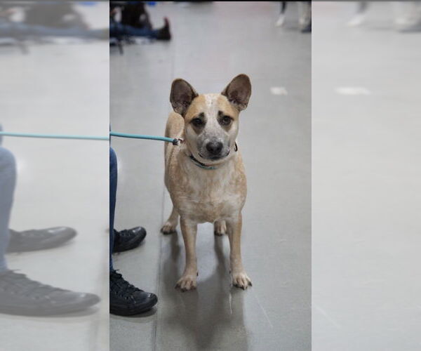 Medium Photo #13 Catahoula Leopard Dog-Unknown Mix Puppy For Sale in Boston, MA, USA