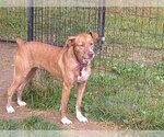 Small Photo #3 Mountain Cur Puppy For Sale in Osgood, IN, USA