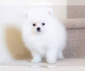 Pomeranian Puppy for sale in FULLERTON, CA, USA