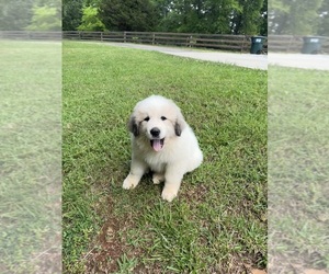 Great Pyrenees Puppy for Sale in ADAIRSVILLE, Georgia USA