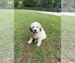 Small Photo #1 Great Pyrenees Puppy For Sale in ADAIRSVILLE, GA, USA
