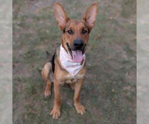 German Shepherd Dog Dogs for adoption in Conroe, TX, USA