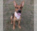 BOSTON - Male German Shepherd Dog Dog for Adoption - Small photo